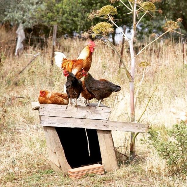 Oasi Muru Idda Budoni Exterior foto